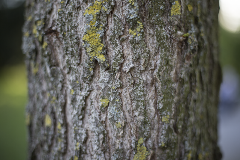 Spring Treatments Protect Against Emerging Pests and Disease