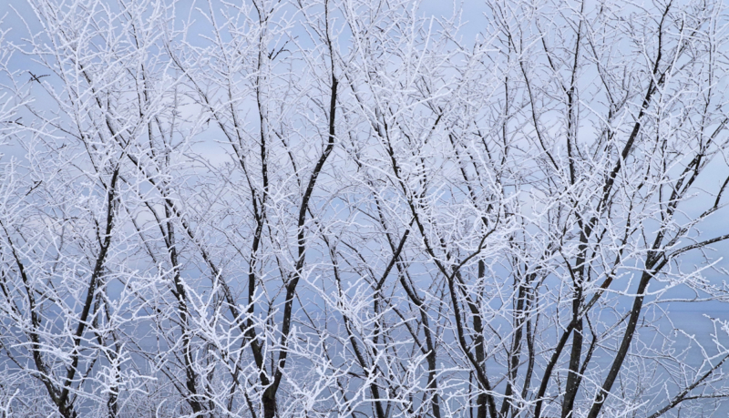 Why Dormant Season is the Best Time for Trimming and Pruning