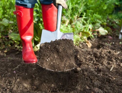Camelot Offers High-Quality Organic Composts and Soils