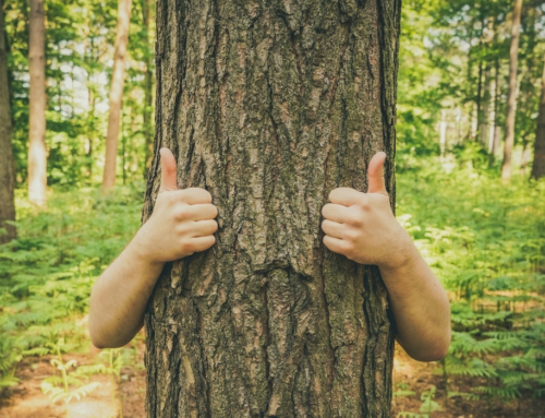 Our Arborists are the Eco-Friendly Experts of Metro Detroit