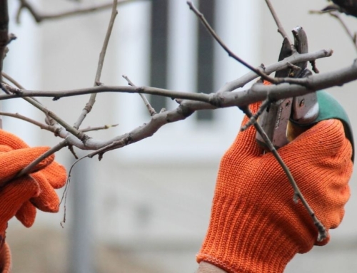 Hurry! Get On Our Schedule for Dormancy Pruning!