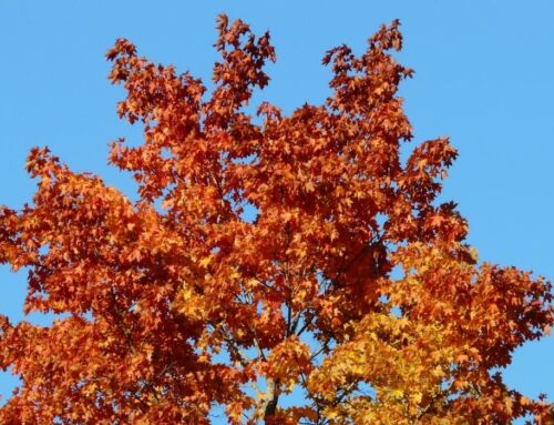 Get Your Landscape Ready for Fall with Camelot Tree & Shrub Co.