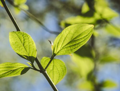 Spring Has Sprung: Protect Your Trees and Shrubs