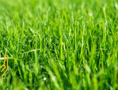 Transform Your Lawn with Camelot’s Organic Lawn Care Program