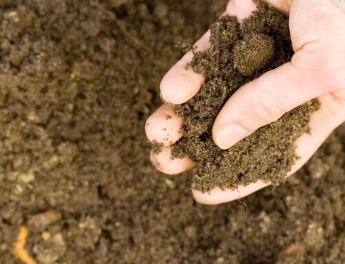 Why Soil Testing is Essential for Plant Health Care Services